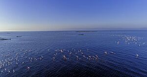 Pink flamingos of Delta