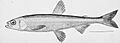 Pond smelt illustration