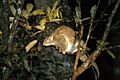 Possum vert