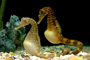 PotbellySeahorse TNAquarium