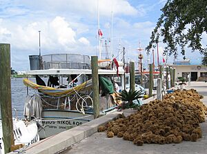 Recent Sponge Harvest - panoramio