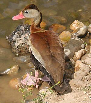Red.billed.whistling.duck.600pix