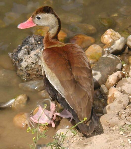 Red.billed.whistling.duck.600pix