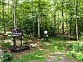 Rehoboth State Forest, Massachusetts-2