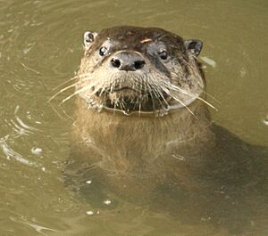 River otter close up Alhambra Creek by Cheryl Reynolds courtesy Worth a Dam Feb.11, 2010