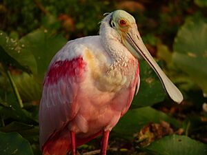 Roseate Spoonbill Platalea ajaja JG.jpg
