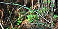 Rough Greensnake (Opheodrys aestivus) photographed in Tyler Co., Texas. W. L. Farr
