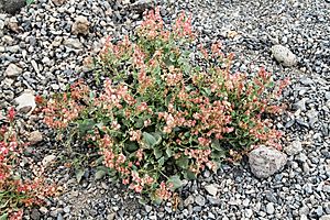 Rumex lunaria TenerifeLosGigantes IMG 5529.JPG