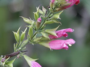 Salvia karwinskii (Scott Zona) 001