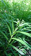 Scirpus polyphyllus 82100891.jpg