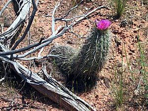Sclerocactus parviflorus fh 51 AZ B