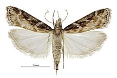 Scoparia s.l. molifera female.jpg