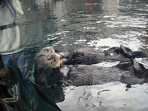 Sea Otters Monterey Bay Aquarium