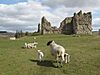 Sheep grazing in the grounds of Bewcastle - geograph.org.uk - 1874314.jpg