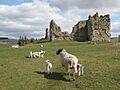 Sheep grazing in the grounds of Bewcastle - geograph.org.uk - 1874314