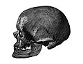 Side view of the skull of Old man of Cros-Magnon. Wellcome M0001124