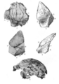 Sinanthropus Skulls I and II