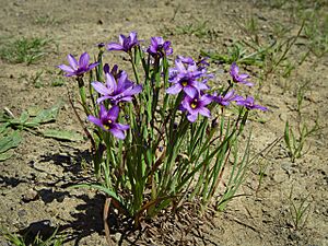 Sisyrinchium bellum (4350730696).jpg