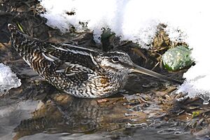 Solitary Snipe imported from iNaturalist photo 252531185 on 13 June 2024.jpg