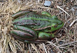 Southern Bell Frog MRD Sinclair Wetlands