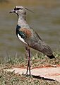 Southern Lapwing (Vanellus chilensis) (9610083658)