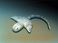 Squatinactis NT small