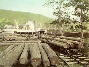 StateLibQld 1 239672 Mill log skids at the Canungra Sawmill