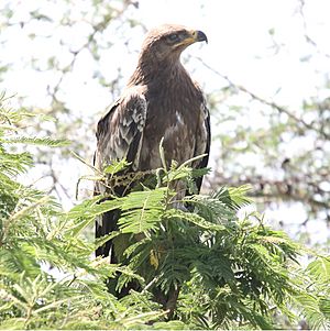 Steppe Eagle (Aquila nipalensis) (32675989348)