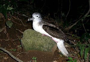 Streaked shearwater sitting.jpg