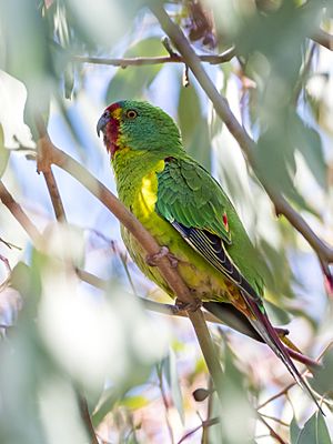 Swift Parrot.jpg