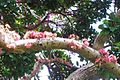 Syzygium moorei - flowers