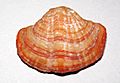Terebratalia transversa (brachiopod shell) (modern; offshore California, USA) 4