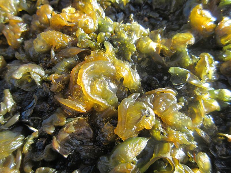 ThallesDeNostoc Macro