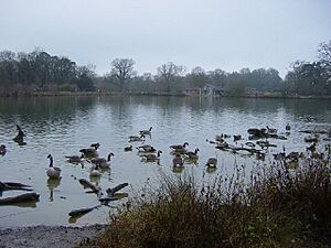 The Lake, Hatfield Forest - geograph.org.uk - 100764