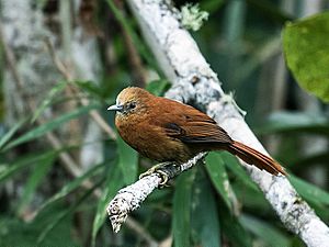 Thripophaga berlepschi - Russet-mantled Softtail (cropped).jpg