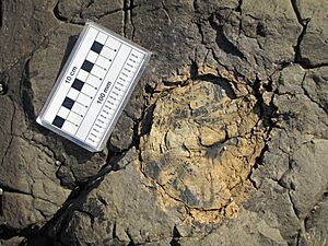 Tocones fósiles de coníferas (Jurásico) - Curio Bay Petrified Forest (Waikawa, South Island, Nueva Zelanda) - 27