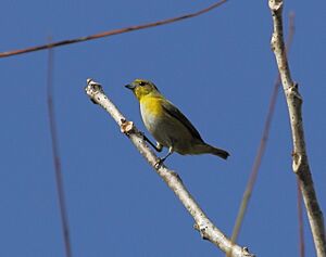 Trinidad euphonia femal mundo nuevo 9mar 2014