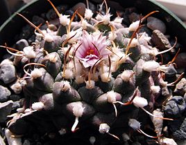 Turbinicarpus bonatzii (9312510484)