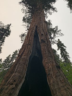 US CA SP Calaveras Big Trees Palace Tree