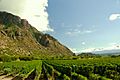 Vineyards near mountains