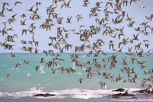 Waders in flight Roebuck Bay