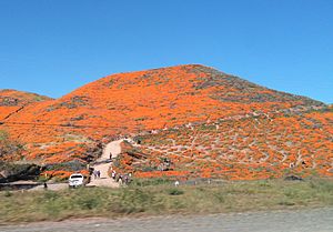 Walker Canyon During a Poppy Super Bloom