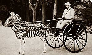 Walter-zebra-cart 11173 2