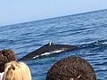 Whale Watching in Gloucester, Massachusetts 5