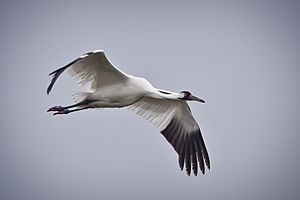 Whooping Crane in flight in Texas