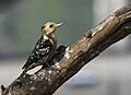 Yellow-crowned Woodpecker AMSM6723