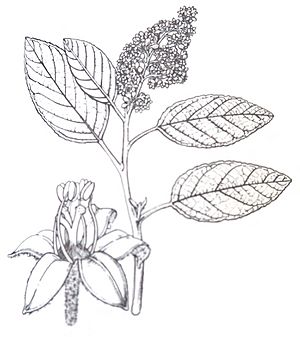 "Pomaderris apetala" subsp "maritima"