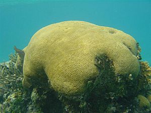 'Brain' coral