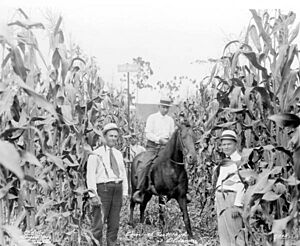 12 foot corn - Oldsmar, Florida. 1900 (circa)