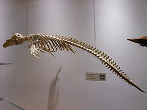 A specimen of the skeleton of Yangtze Finless Porpoise, Museum of Hydrobiological Sciences, Wuhan Institute of Hydrobiology